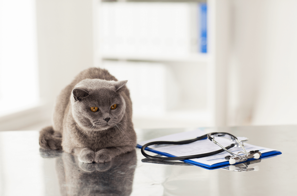 The disinfectant you use in your veterinary clinic needs to be safe for animals