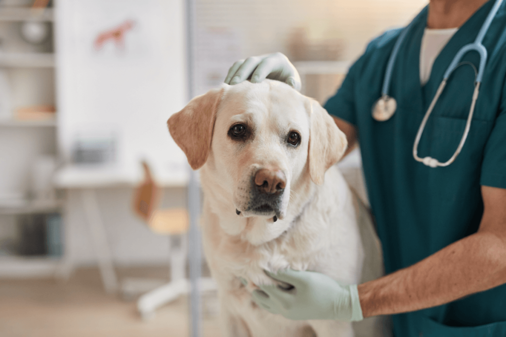 Vet with dog in vet clinic taking steps to prevent cross-contamination