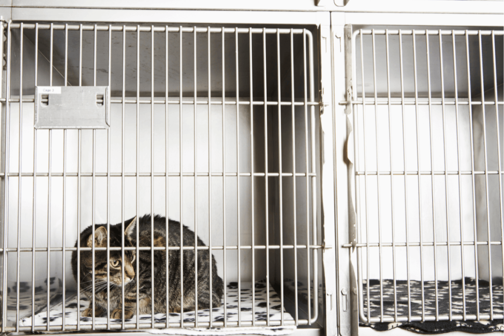 Animal odours can become overwhelming if not cleaned properly