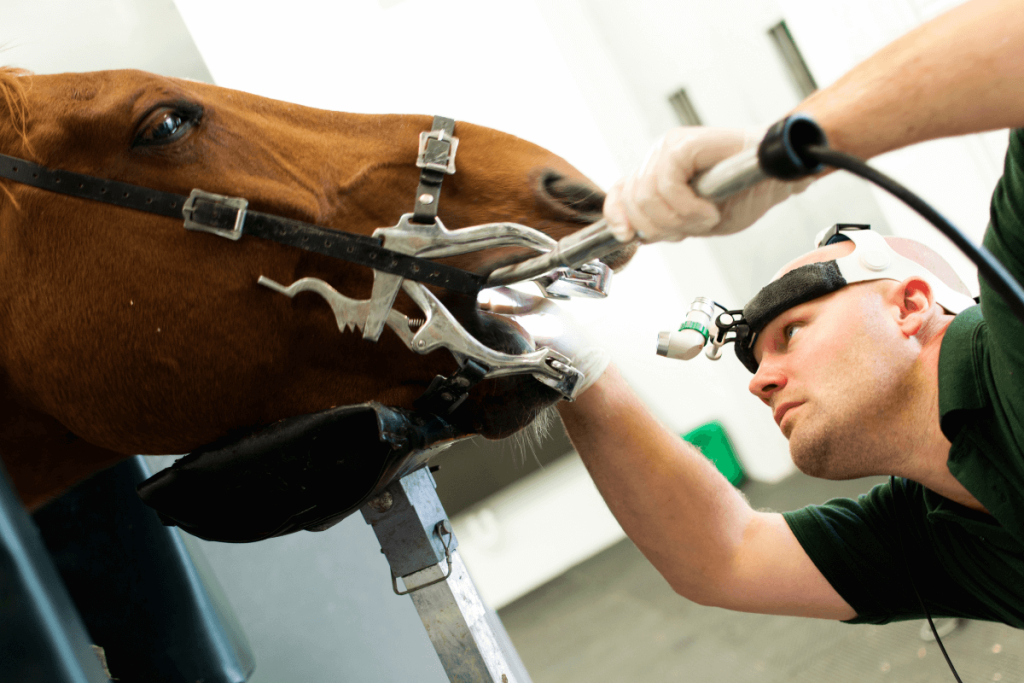 Equine vets benefit greatly from using an enzymatic solution to clean equine veterinary instruments