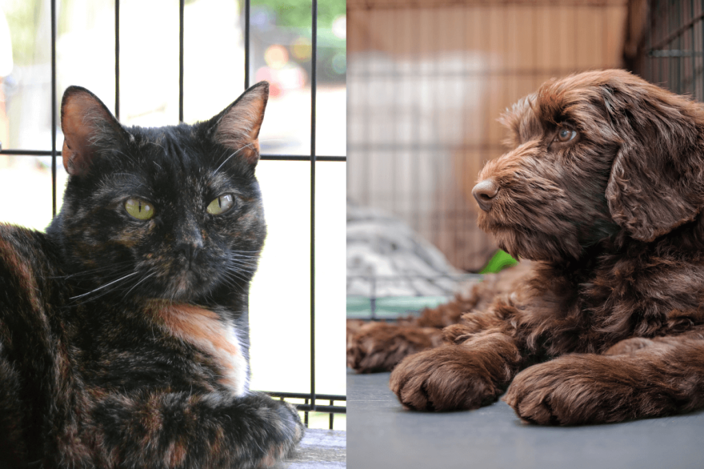 In an animal care setting managing animal odours is essential