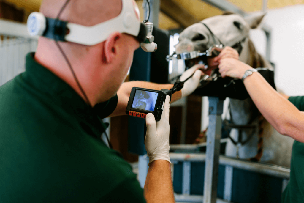 equine vet performing scope