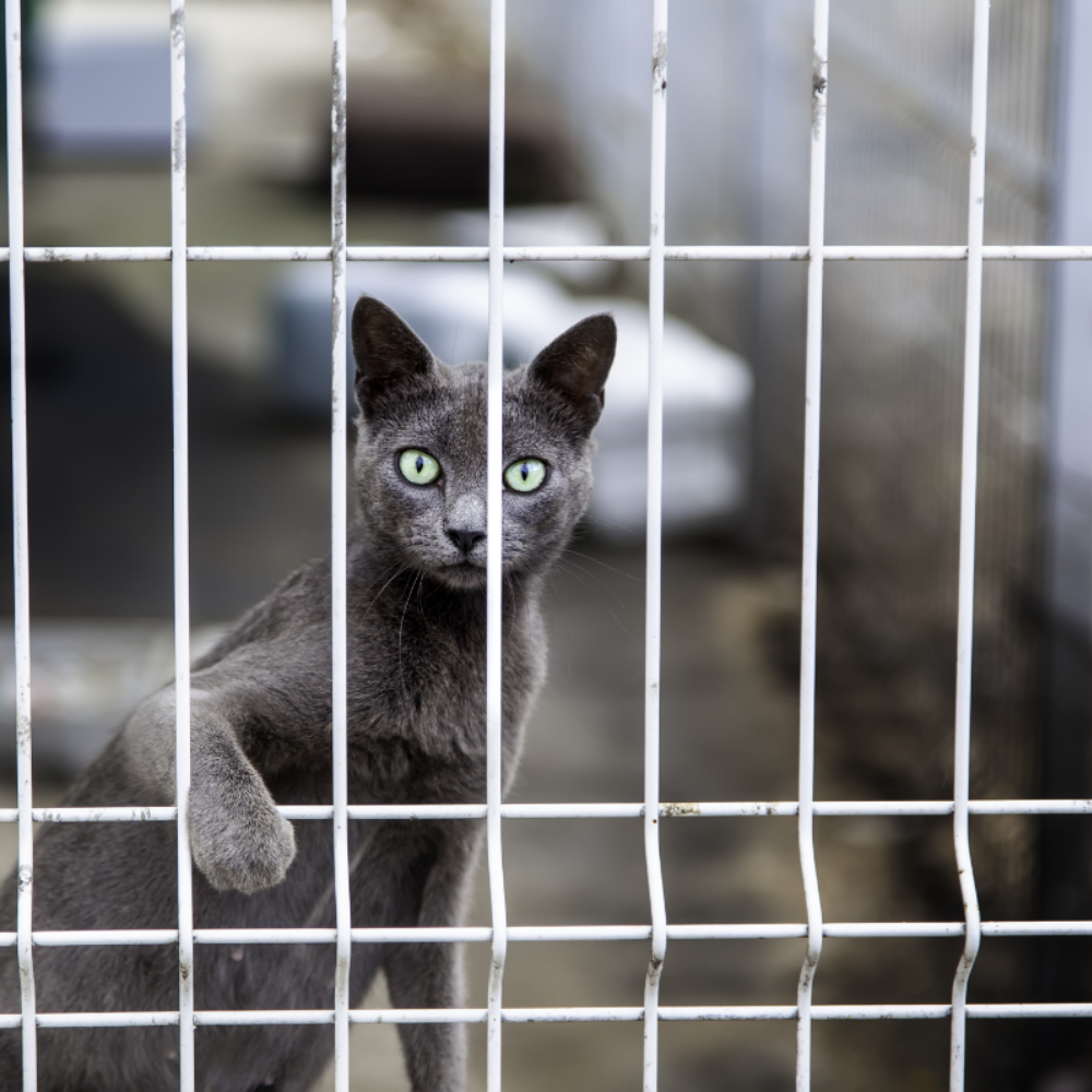 Enzymatic odour control is essential to eliminate animal smells