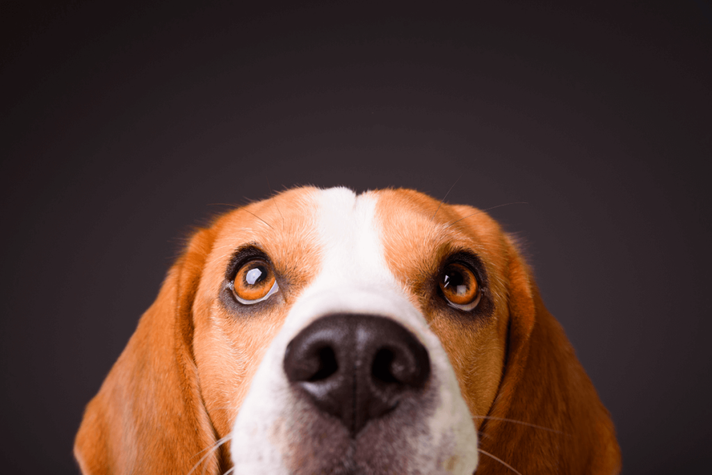 A dog smelling animal odours in a vet clinic
