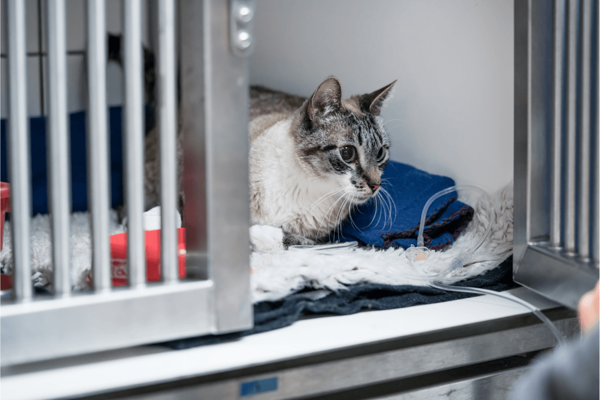 Common odour hotspots in vet clinics and how to remove them